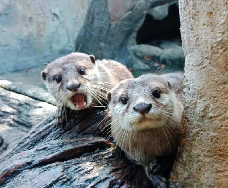 farm in the city's otters - you can see them with a discount ticket from jomjalan