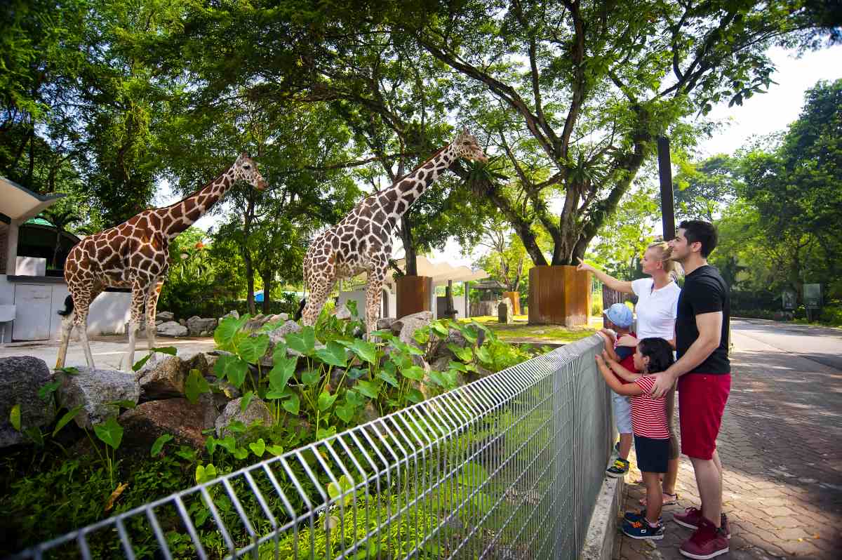 Zoonegara Ticket Price Family At Giraffe 