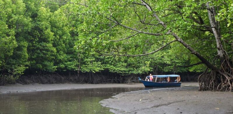 with the kubang badak mangrove cruise you'll go on a boating trip into the langkawi island mangrove