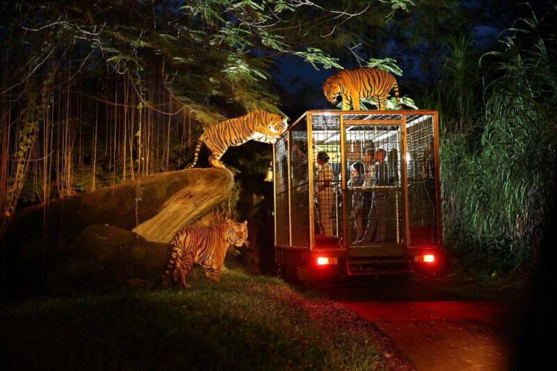 surrounded by tiger in the bali safari and marine park