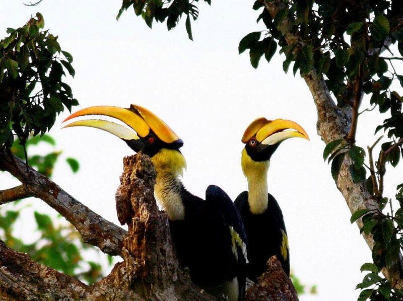 langkawi bird watching tour let you see tropical birds like this pair of enggang