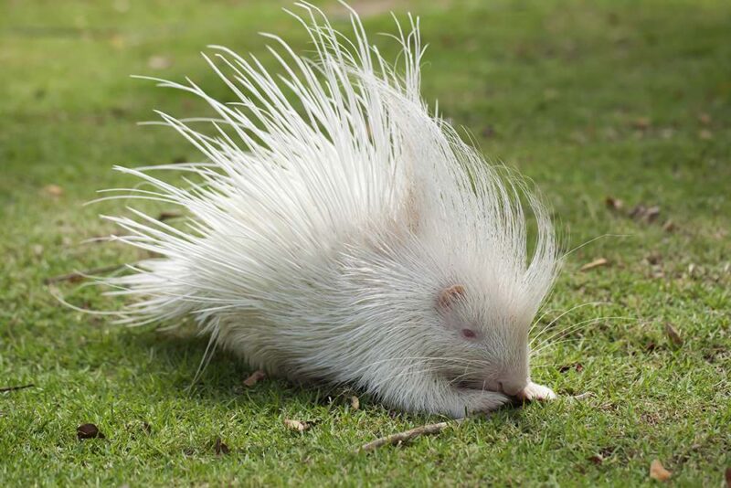 one of the animal that you may see in the chiang mai night safari is this white hedgehog