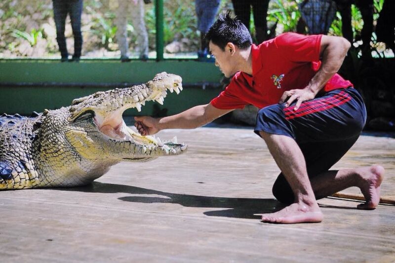 with the crocodile adventureland ticket you can get to see dare devil performances like this in this crocodile farm in langkawi