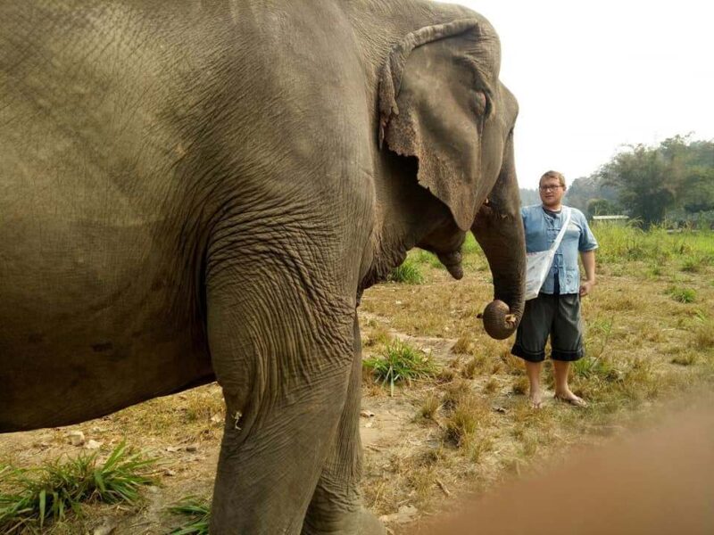 with the elephant care mountain sanctuary you can get up close to the giant in chiang mai