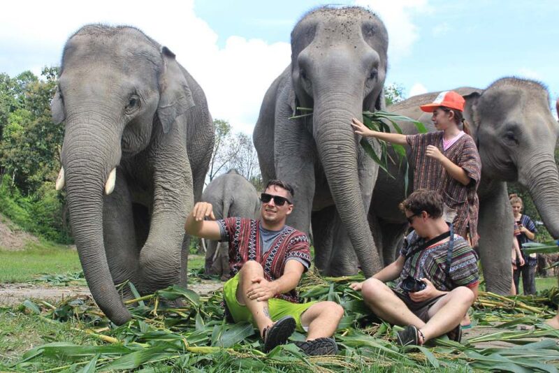 the elephant jungle sanctuary chiang mai lets you care for their elephant for a day