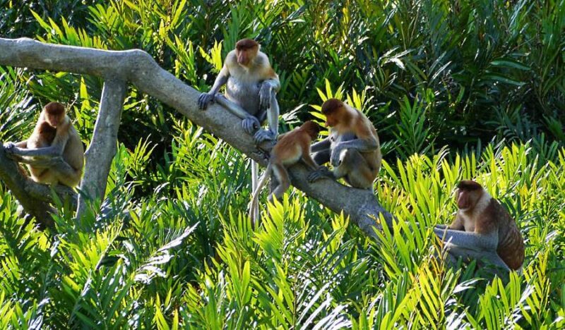 kawa-kawa river cruise lets you see the proboscis monkey that is native only to Borneo