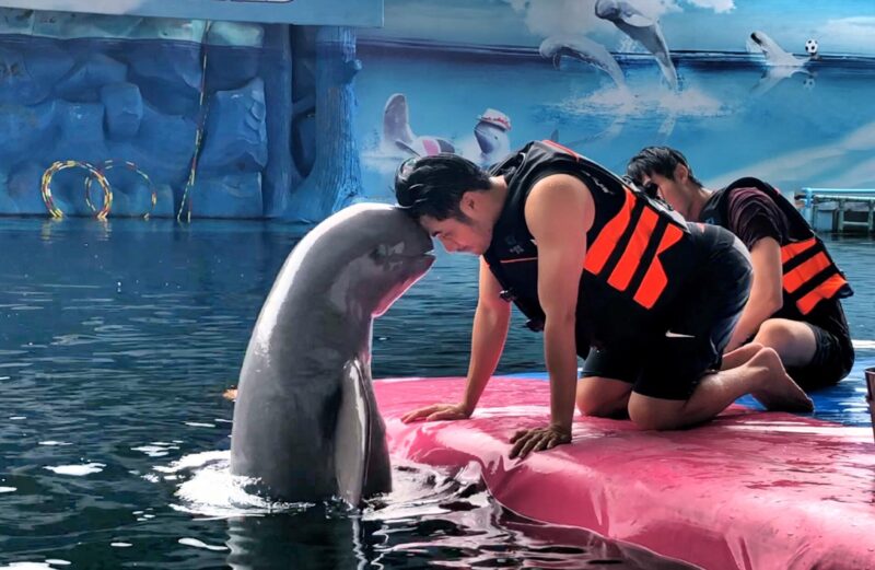 you can be close to the dolphins with your dolphin world pattaya ticket