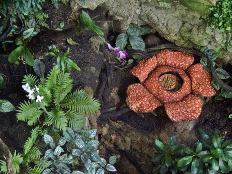 rafflesia flower cameron highlands tour