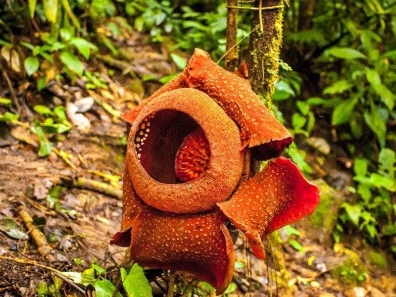 Cameron Highland's Rafflesia Half-Day Tour Price 2024 + [Promotions ...