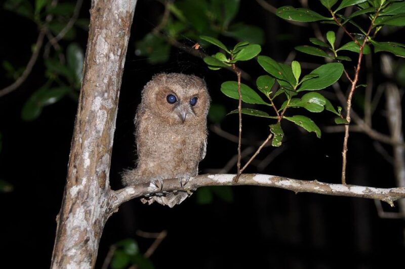 in this rainforest evening tour langkawi you'll see birds like this owl and other nocturnal tropical creatures