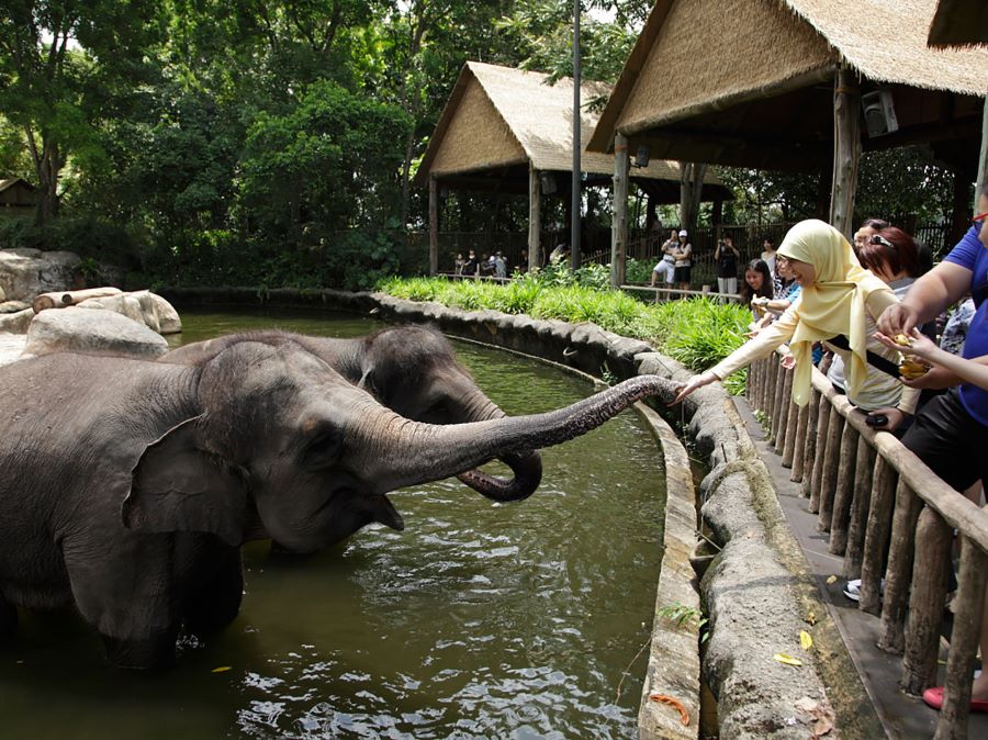 Singapore Zoo Elephant 