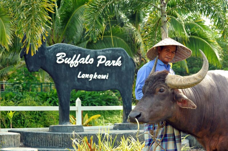 buffalo park langkawi