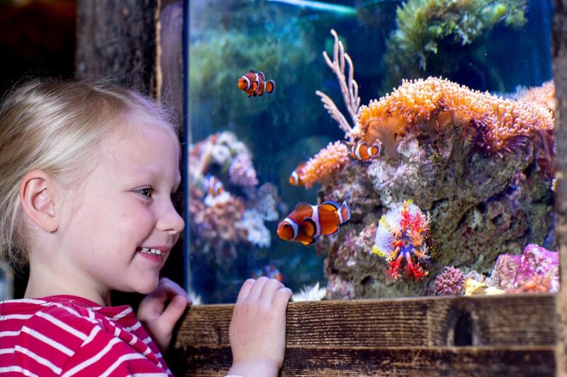 up close with aquarium at sea life malaysia with a discount ticket